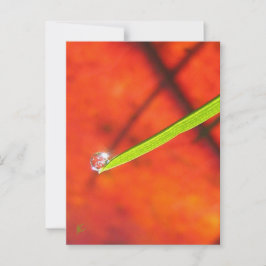 Grünes Gras mit Taube, Rot und Grüne Natur Postkarte