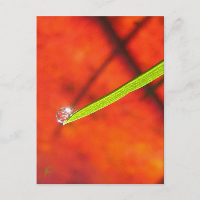 Grünes Gras mit Taube, Rot und Grüne Natur Postkarte (Vorderseite)
