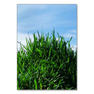 Grünes Gras vor dem Hintergrund des endlosen Tischnummer