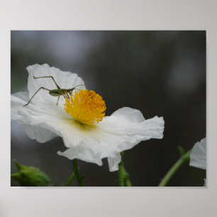 Grünes Insekt auf weißem Mohn Fotografie Poster