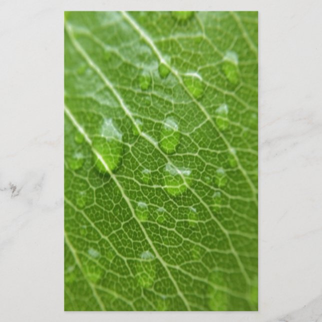 Grünes Leaf Briefpapier (Vorderseite)
