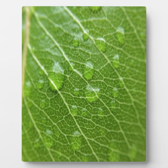 Grünes Leaf Fotoplatte (Vorderseite)