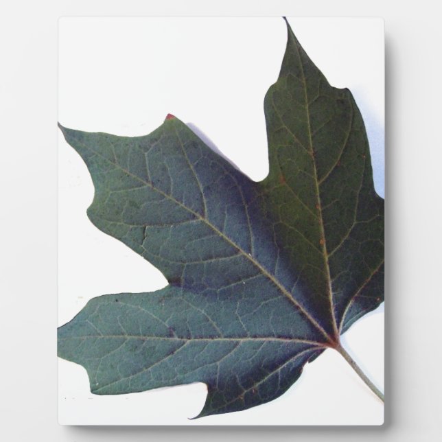 Grünes Leaf Fotoplatte (Vorderseite)