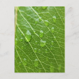 Grünes Leaf Postkarte