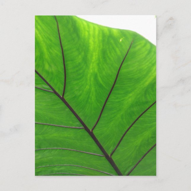 Grünes Leaf Postkarte (Vorderseite)