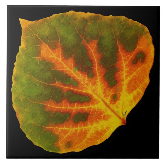 Grünes orange u. gelbes Aspen-Blatt #1 Fliese (Vorderseite)
