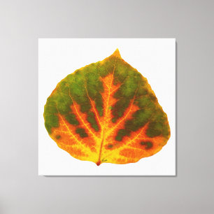 Grünes Orange und gelbes Aspen Leaf #1 Leinwanddruck