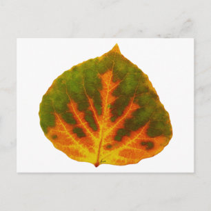 Grünes Orange und gelbes Aspen Leaf #1 Postkarte