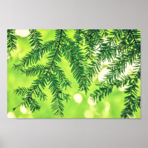 Grünes Poster von Evergreen Nature Pine Tree