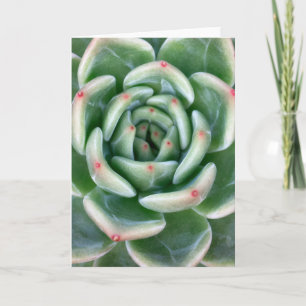 Grünes Rot gespitzter Succulent Karte
