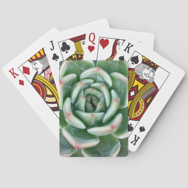 Grünes Rot gespitzter Succulent Spielkarten (Rückseite)