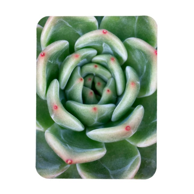 Grünes Rot, kokulär Magnet (Vertikal)