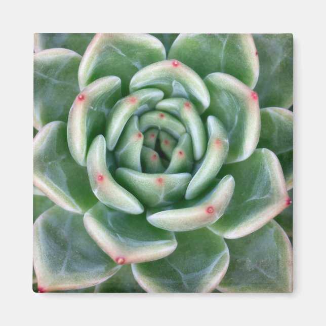 Grünes Rot, kokulär Magnet (Vorne)