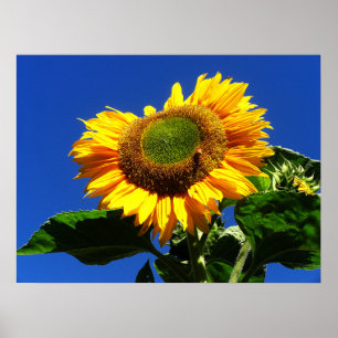 Grünes Samt-Sonnenblume-Plakat Poster