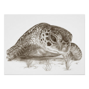 Grünes Seeschildkröte-Zeichnen Poster