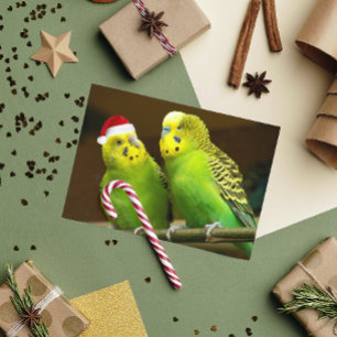 Grünes und gelbes Paraket in der Weihnachtsmannmüt Feiertagskarte