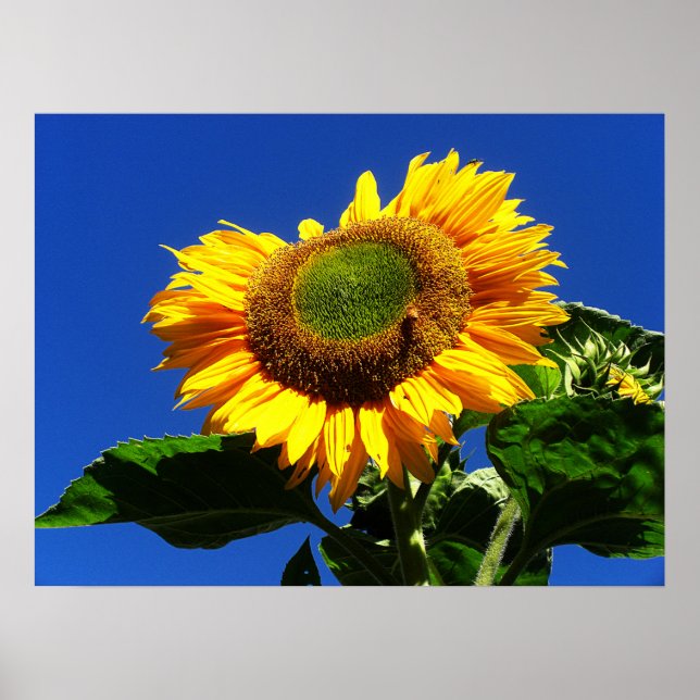 Grünes Velvet Sonnenblumenplakat Poster (Vorne)