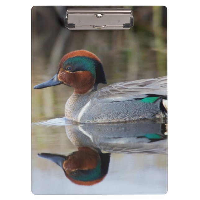 Grünflügelige Aquamarin Klemmbrett (Vorderseite)