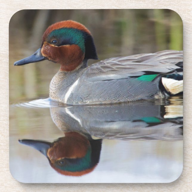 Grünflügelige Aquamarin Untersetzer (Vorderseite)