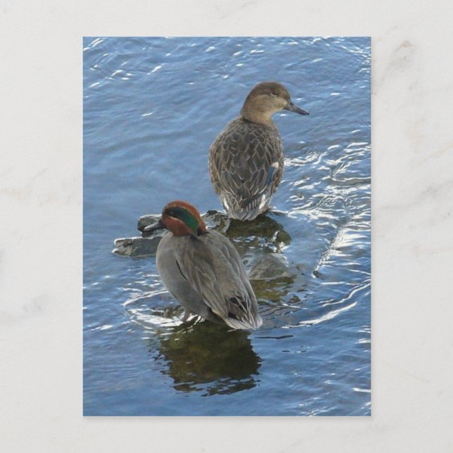 Grünflügelige Aquamarine Enten, Insel Unalaska Postkarte (Vorderseite)