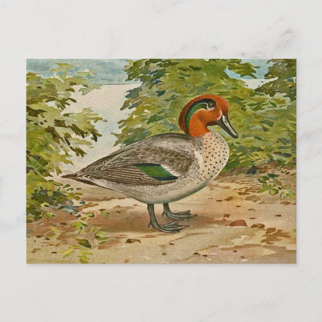 Grünflügelige Aquamarine Illustration Postkarte (Vorderseite)