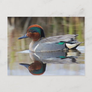 Grünflügeliges aquamarines postkarte