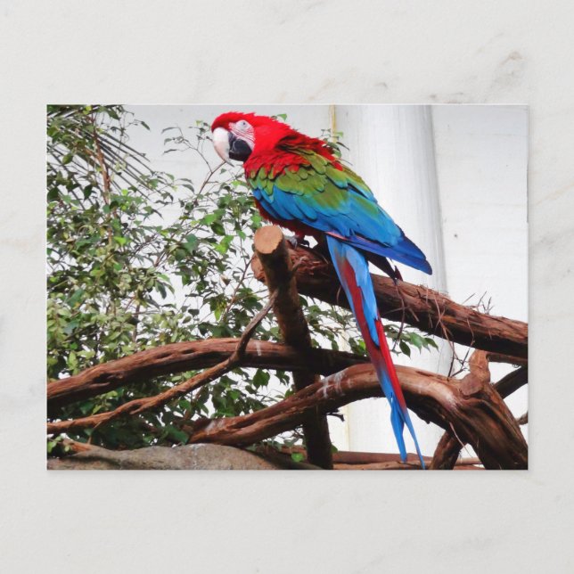 Grünflügelmaka #3 Postkarte (Vorderseite)