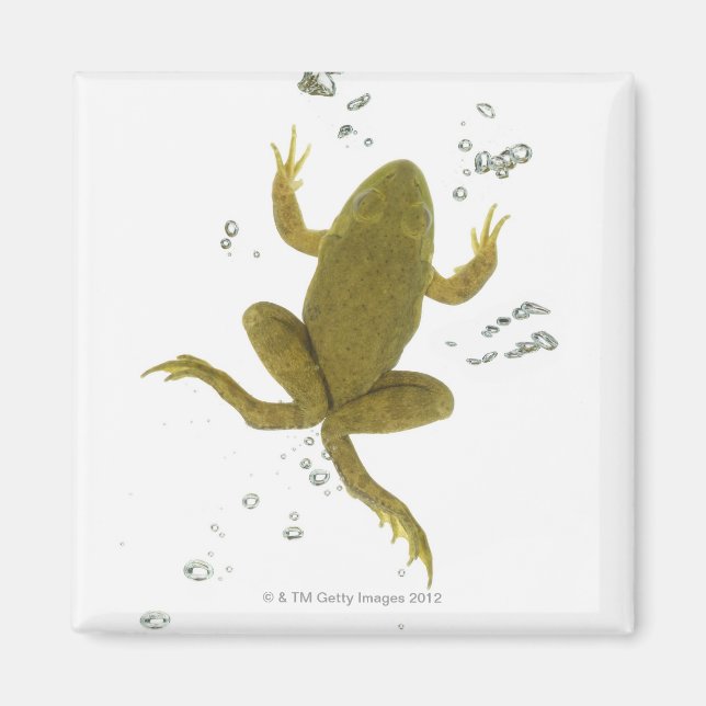 Grünfrosch Magnet (Vorne)