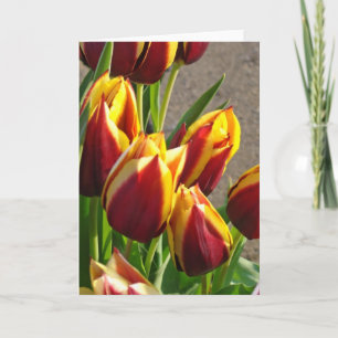 Grüngärten Tulip Blumen Garden Gartenanlagen und G Karte
