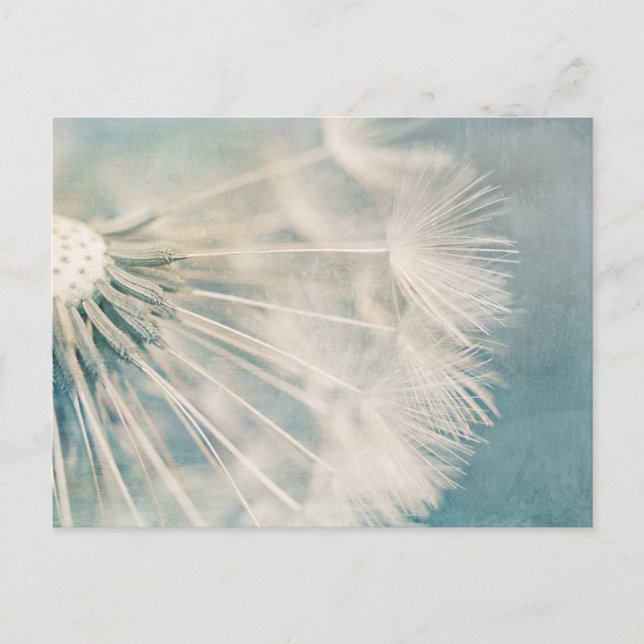 Grunge Dandelion Postkarte (Vorderseite)