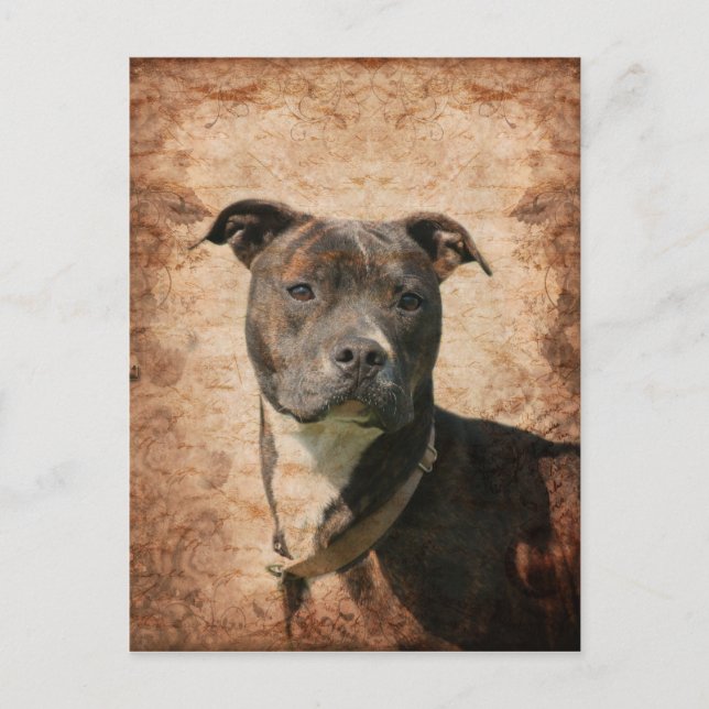 Grunge Pit Bull Terrier Postkarte (Vorderseite)