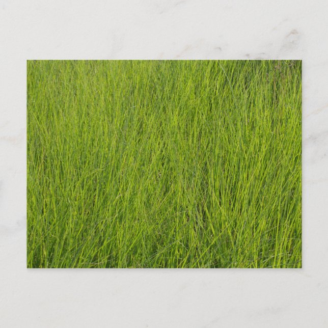 Grüngras Postkarte (Vorderseite)