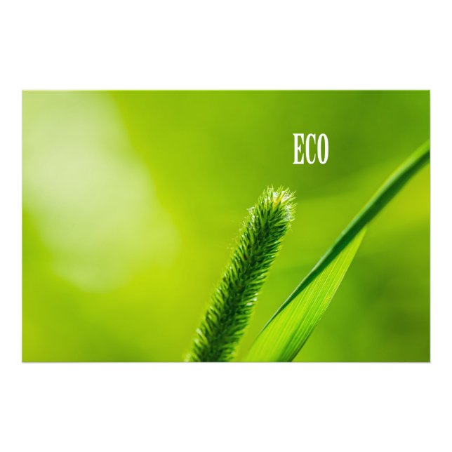 Grüngras und Sonne - Öko Fotodruck (Vorne)