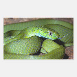 Grünkatzenschlange Rechteckiger Aufkleber