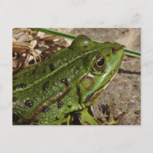 Grünlicher Schwarzfleckenfrosch Postkarte