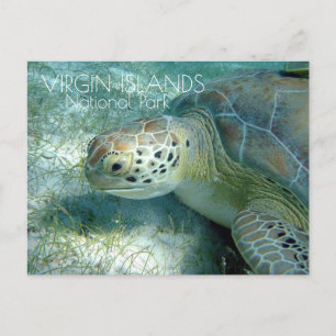Grünmeerschildkröte, Jungfrau Islands NP Postkarte
