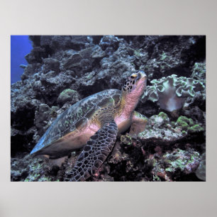 Grünmeerschildkröte-Moalboal Poster
