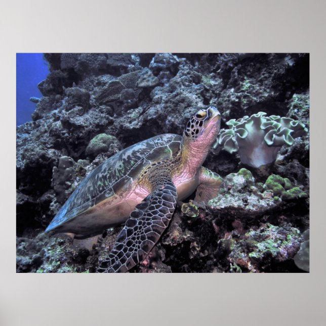 Grünmeerschildkröte-Moalboal Poster (Vorne)