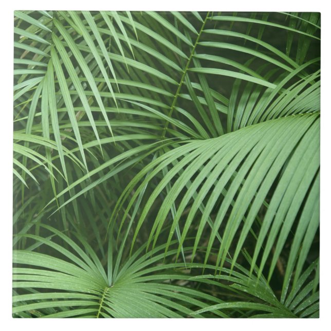 Grünpalme Verlasse botanisches Naturkonzept Fliese (Vorderseite)