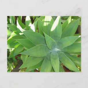 Grünpflanzen Postkarte