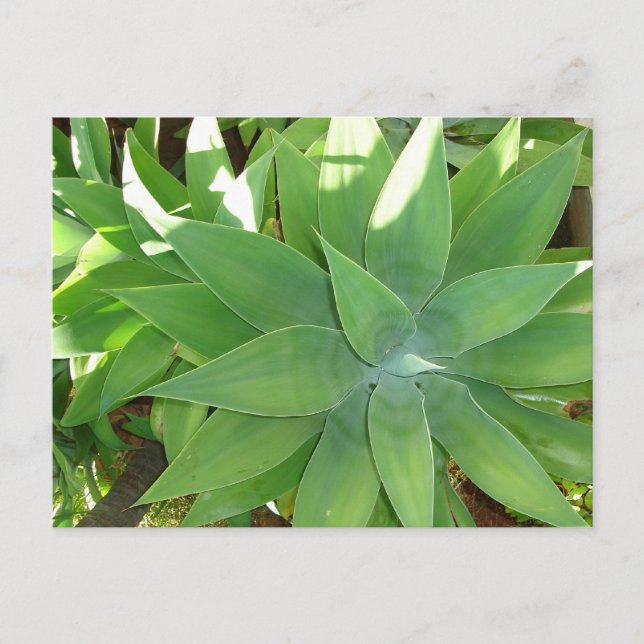 Grünpflanzen Postkarte (Vorderseite)