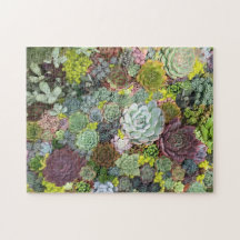 Grünpflanzen Succulents