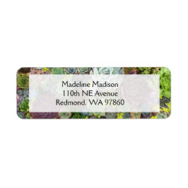 Grünpflanzen Succulents