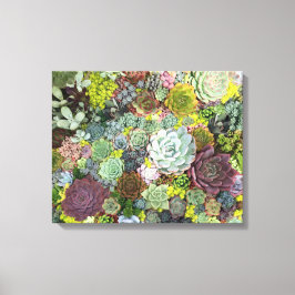 Grünpflanzen Succulents Leinwanddruck