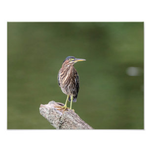 Grünreiher 14x11 auf einem Klotz Fotodruck