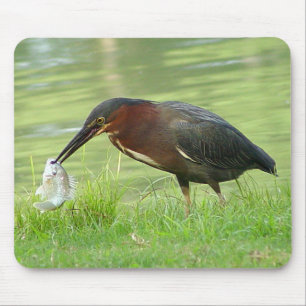 Grünreiher mit Fischen Mousepad 2
