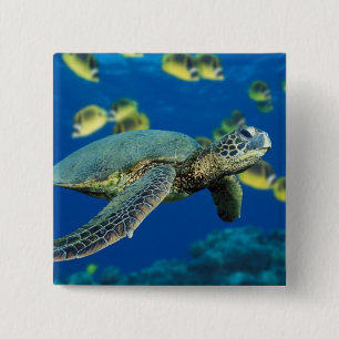 Grünschildkröte Button