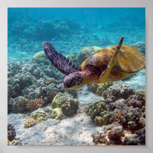 Grünschildkröte Poster