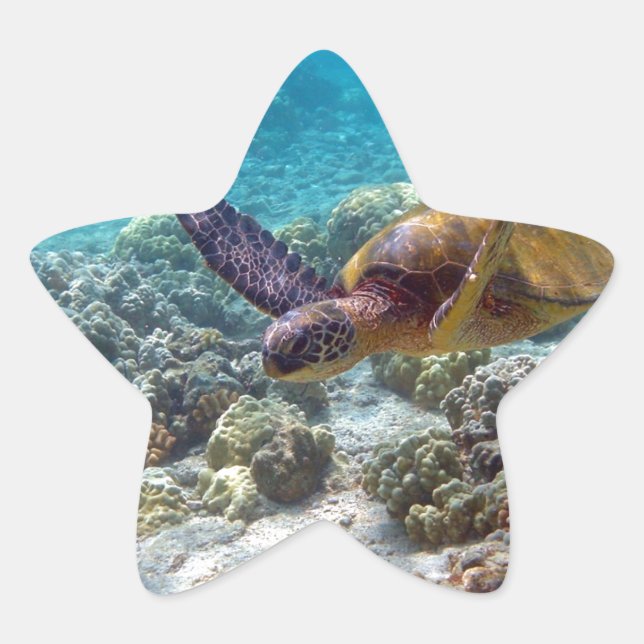 Grünschildkröte Stern-Aufkleber (Vorderseite)