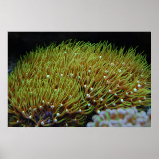 Grünsternpolyp Poster